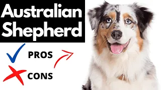 Australian Shepherd Pros And Cons | Should You REALLY Get An AUSTRALIAN SHEPHERD?
