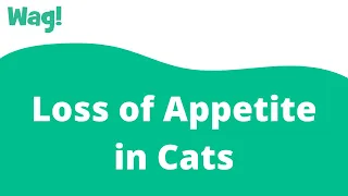 Loss of Appetite in Cats | Wag!