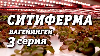 СИТИФЕРМЕР | Вагенинген | 3 серия #214