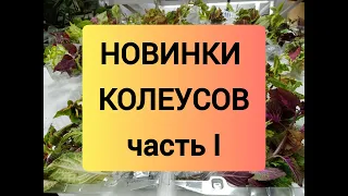 НОВИНКИ КОЛЕУСОВ часть 1