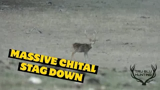 Massive Chital Stag Down | Watervalley Station