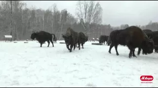 В гостях у зубров