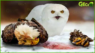 Unbelievable! Even Eagles Are Afraid Of This D.eadly Bird | Animal Fights