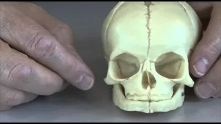 Baby skull