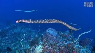 Sea Snake Island | JONATHAN BIRD'S BLUE WORLD