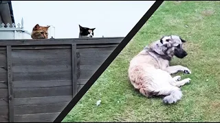 Curious Cats Spy On Dog