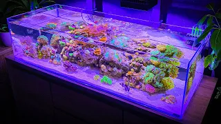 3 Hours of Shallow Reef Aquarium Relaxation [Aquarium Meditation]