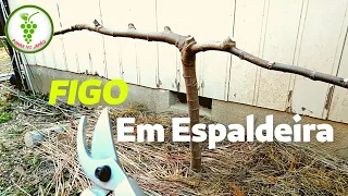 Como Podar o Figo - Condução em Espaldeira