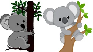 13 interesting facts about koala