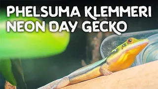 Phelsuma klemmeri the Neon Day Gecko