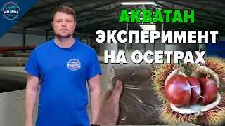 Акватан   эксперимент на осетрах