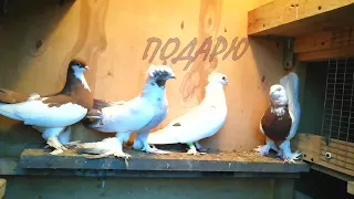 подарю Узбекских БОЙНЫХ ГОЛУБЕЙ-Uzbek pigeons,