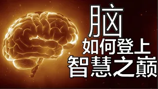 【鬼谷说】神经演化（其五）：脑智三分 所归于一