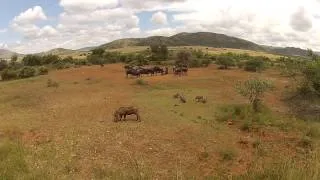 Wildebeest and Warthogs at Pilanesburg Game Reserve