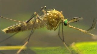 ENTRE DOS AGUAS  - Documental Naturaleza HD 1080p - Grandes Documentales