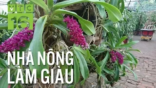 Kỹ thuật trồng lan Đai Châu "từ A đến Z" | VTC16