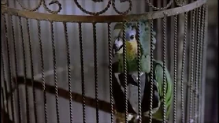 Дерзкий попугай — «Очень страшное кино 2» Лучшие моменты!