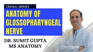 GLOSSOPHARYNGEAL NERVE : ANATOMY