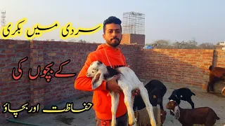 How To Care Baby Goat In Winter | Goat Baby Care In Winter