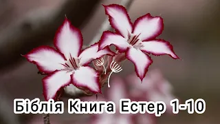 Біблія українською мовою ❤️ Книга Естер 1-10🌷 #біблія #бібліяОнлайн