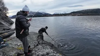 Рыбы КИШИТ!!! Попали на рыбные стада… Рыбалка Норвегия 2024