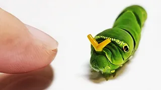 The Process Of Making Friends With a Caterpie.