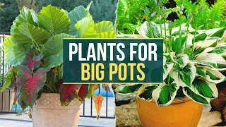 10 Best Plants ideas to Grow in Big Pots ✅ Planting Large Containers 👌