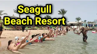 обзор отеля Seagull Beach Resort 🌴отели Египта🤗 hotels in Egypt🌴 family  hotels in Hurghada/