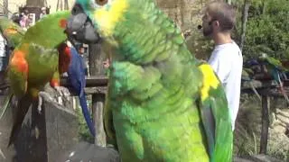 Bioparc de doué la fontaine, plus grande volière d'europe