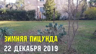 ПИЦУНДА 22 ДЕКАБРЯ | + 20 тепла | Субтропическое побережье Черного моря