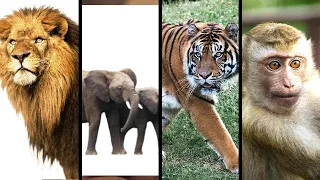 Wild animals part 1, Animal names for kids, Learn Animal names in Tamil and English