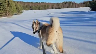 Поводок в жизни щенка