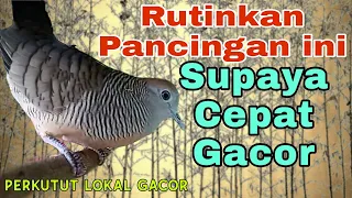 pancingan perkutut lokal gacor full manggung lebih ampuh durasi panjang.