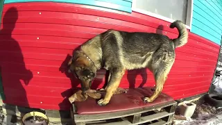 Собака Буран в ярости мутузит тряпку
