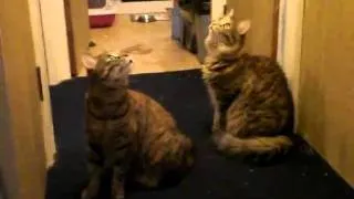 Fluffy fails