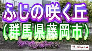 【ふじの咲く丘】【群馬県藤岡市】ふじの咲く丘２（群馬県藤岡市）