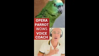 Parrot sings Queen of the Night