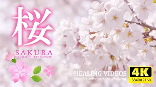 [Healing] Relax your mind and body with Japanese cherry blossoms/healing BGM and bird singing.