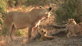 6 Tiny lion cubs bonding with their mom