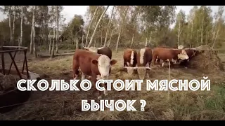 Сколько стоит мясной бычок?