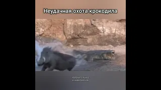 Неудачная охота крокодила