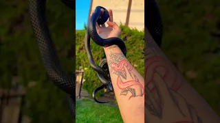 Would you own a Mexican Black kingsnake 😱