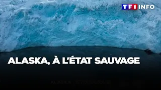 Alaska, à l’état sauvage