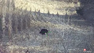 Massive Black Bear Dropped With Suppressed AR-15 243 WSSM