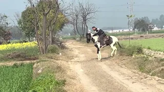 J t riding Marwari Gaited horse Rajkumar at Long riders ranch india