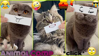 Funny Cat Videos - Cute And Lovely Cat Videos 2021🤣 - #172  | Animal Comp