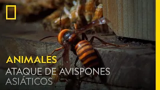 Enormes avispones asiáticos atacan una colmena de abejas melíferas | NATIONAL GEOGRAPHIC ESPAÑA