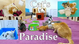 Create a room in your house and make it a cat's paradise.