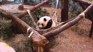 Zoo Atlanta - Mei Lun and Mei Huan having a party.