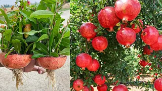 Pomegranate With Pomegranate: How To Grow Pomegranate Trees From Pomegranate Using Bottle In Water